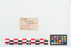 Etikett zu Bronzekugelkopfnadel (NHMW-PRAE-023921)